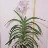 Орхидея Vanda Lavender Mist