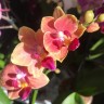 Орхидея Phalaenopsis multiflora  (отцвёл, РЕАНИМАШКА)