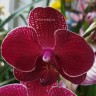 Орхидея Phalaenopsis Kimono (отцвел, РЕАНИМАШКА)