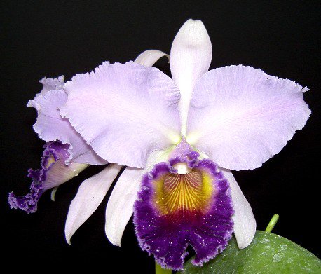 Орхидея Laeliocattleya Dinard 'Blue Heaven' (отцвела)