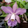 Орхидея Cattleya Whitei v.coerulea (отцвела)