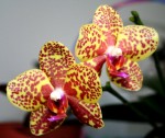 Орхидея Phalaenopsis Salu Peoker (еще не цвел)   