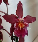 Орхидея Cambria (отцвела)   