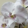 Орхидея Phalaenopsis Big Lip (отцвел) 