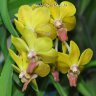 Орхидея Vanda