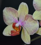 Орхидея Phalaenopsis Fidelio