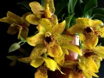 Орхидея Promenaea Sunlight 