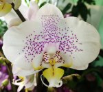 Орхидея Phalaenopsis Oslo (отцвёл)