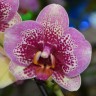 Орхидея Phalaenops Dream Diamond (отцвел, РЕАНИМАШКА)
