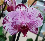 Орхидея Phalaenopsis (отцвел)    