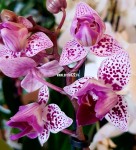 Орхидея Phalaenopsis, multiflora 