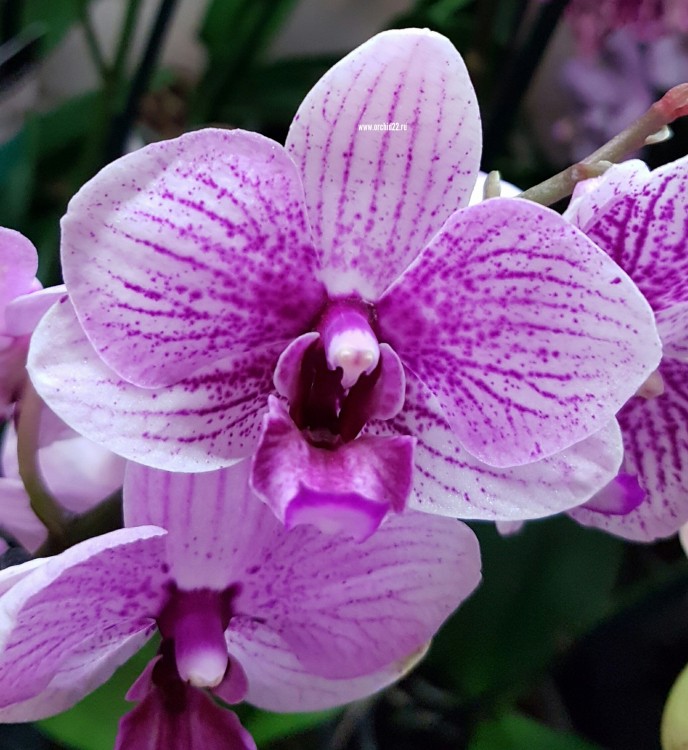 Орхидея Doritaenopsis 