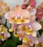 Орхидея Phal. Perfumе Scention, multiflora (отцвел, УЦЕНКА)   