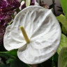 Anthurium Samora (деленка без цветов)