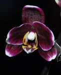 Орхидея Dtps. Black Butterfly 
