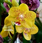 Орхидея Phalaenopsis multiflora 