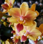 Орхидея Phalaenopsis Sunny Smell, multiflora (отцвёл) 