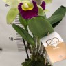 Орхидея Blc Greenwich   