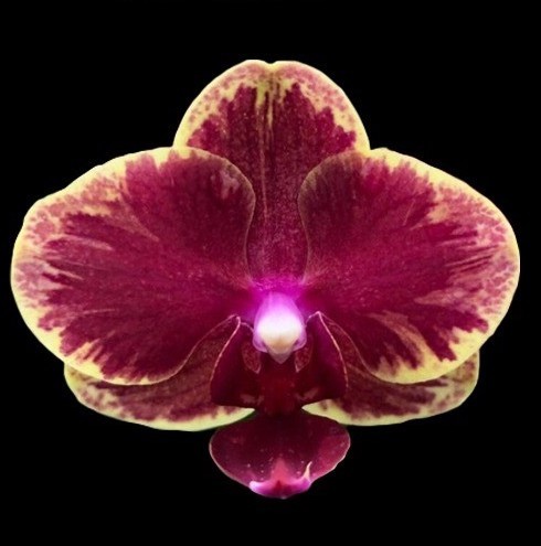 Орхидея Phalaenopsis Fangmei Sweet '1456' (еще не цвел)   