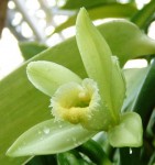 Орхидея Vanilla planifolia (еще не цвела) 