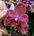 Орхидея Phalaenopsis Deedee 