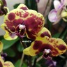 Орхидея Phalaenopsis Flaming Jazz, midi 