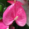 Anthurium Royal Pink (отцвел)