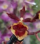 Орхидея Cambria (отцвела) 