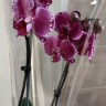 Орхидея Phalaenopsis Montpellier mutation 