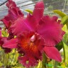 Орхидея Cattleya Chia Lin New City (сеянцы)
