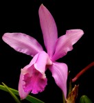 Орхидея Cattleya intermedia x sib (отцвела)   