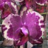 Орхидея Phal. Younghome New York (отцвел, РЕАНИМАШКА)