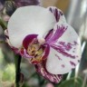 Орхидея Phalaenopsis midi, mutation (цветет, РЕАНИМАШКА)