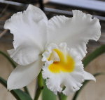 Орхидея Cattleya White with Yellow lip (сеянцы)