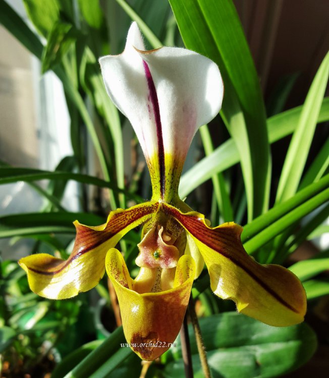 Орхидея Paphiopedilum Lathamianum (отцвёл)