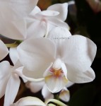Орхидея Phalaenopsis Venis, multiflora  