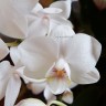 Орхидея Phalaenopsis Venis, multiflora  