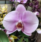 Орхидея Phalaenopsis Singolo Light Pink (цветет, РЕАНИМАШКА)