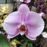 Орхидея Phalaenopsis Singolo Light Pink (отцвел, РЕАНИМАШКА)