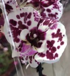 Орхидея Phalaenopsis Big Lip (отцвел, РЕАНИМАШКА)