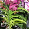 Орхидея Vanda Magic Fuchsia
