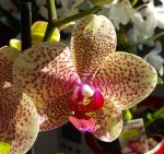 Орхидея Phalaenopsis  Mirraclion (отцвел)