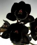 Орхидея Fredclarkeara After Dark 'SVO Black Pearl' (еще не цвела)   