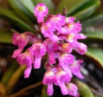 Орхидея Schoenorchis fragrans (отцвёл) 