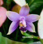 Орхидея Phalaenopsis violacea x Phal. Sumatra (отцвел)