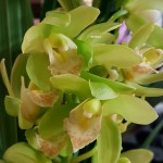 Орхидея Cymbidium  