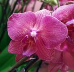 Орхидея Phalaenopsis Mai Tai (отцвёл)