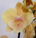 Орхидея Phalaenopsis Big Lip (отцвел)         