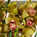 Орхидея Cymbidium midi 