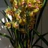 Орхидея Cymbidium midi 
